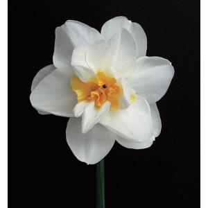 【大特価！！】スイセン　マディソン　球根　1球（当店販売価格￥2500のところ、￥1000にて）
