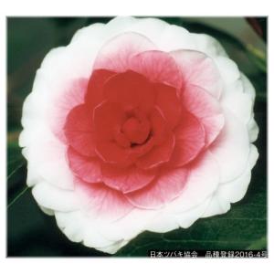 E フラワー 在庫おすすめ 秋 ツバキ Yahoo ショッピング