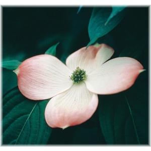 すべての花の画像 ユニークハナミズキ ピンク 品種