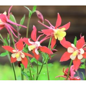 オダマキ苗の商品一覧 通販 Yahoo ショッピング