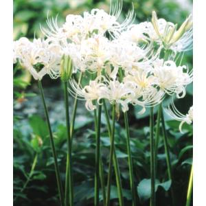 球根 種芋 球根花種類 リコリス 花 ガーデニング 通販 Yahoo ショッピング