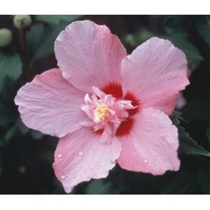 ムクゲ　鳥取花笠　ポット苗　1本