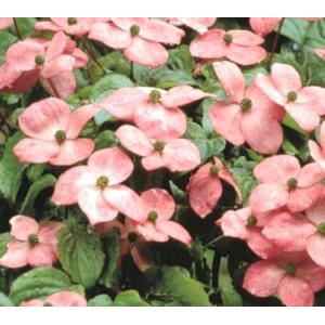 ヤマボウシサトミの商品一覧 通販 Yahoo ショッピング