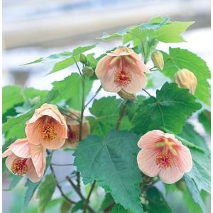 アブチロン 花の苗 の商品一覧 苗 花 ガーデニング 通販 Yahoo ショッピング