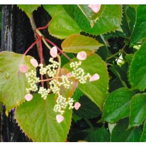 つる性植物 半日陰 苗 の商品一覧 花 ガーデニング 通販 Yahoo ショッピング