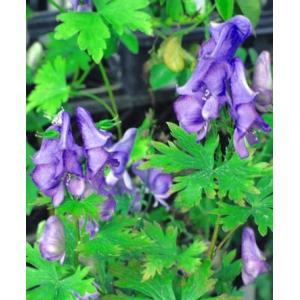 トリカブト の 花 苗 の商品一覧 花 ガーデニング 通販 Yahoo ショッピング