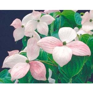 ヤマボウシ 源平の商品一覧 通販 Yahoo ショッピング