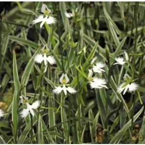 サギソウ 球根の商品一覧 通販 Yahoo ショッピング