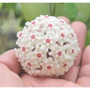 E フラワー ホヤ 新着商品 Yahoo ショッピング