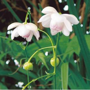 レンゲショウマ 苗 の商品一覧 花 ガーデニング 通販 Yahoo ショッピング