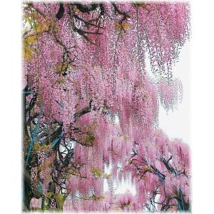 フジ　真紅　接木苗　1本