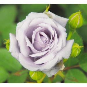 バラ　思い出　Rosa ‘Omoide’(HT)　接木新苗　1本｜e-flower