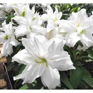 花粉のないユリの球根の商品一覧 通販 Yahoo ショッピング