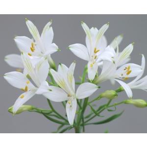 白アルストロメリアの商品一覧 通販 Yahoo ショッピング