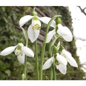 花スノードロップの商品一覧 通販 Yahoo ショッピング