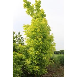 アメリカハナノキ 花 ガーデニング の商品一覧 通販 Yahoo ショッピング