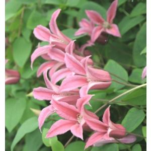 クレマチス プリンセスダイアナ 花 ガーデニング の商品一覧 通販 Yahoo ショッピング