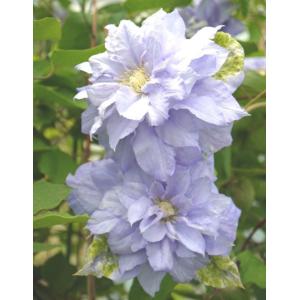 クレマチス 八重の商品一覧 通販 Yahoo ショッピング