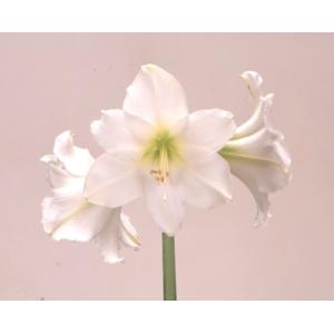 白アマリリス球根 花の球根 の商品一覧 球根 種芋 花 ガーデニング 通販 Yahoo ショッピング