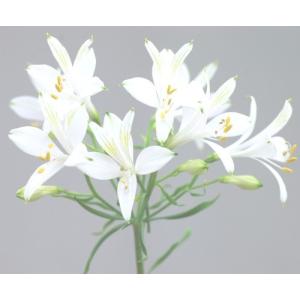 アルストロメリア 白 花の球根 の商品一覧 球根 種芋 花 ガーデニング 通販 Yahoo ショッピング