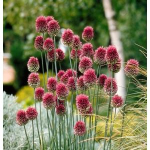 アリウム丹頂の球根 花 ガーデニング の商品一覧 通販 Yahoo ショッピング