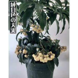 大実万両　福鳳　実付　5号　1本　（入荷予定：2023年11月頃）