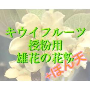 人工授粉用キウイ 花粉 1袋 : e-フラワー - 通販 - Yahoo!ショッピング