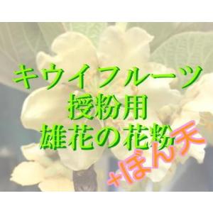 人工授粉用キウイ　花粉＆ぼん天　1セット（郵便速達にてお送り致します。）