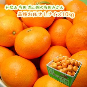 栗山園の有田みかん 宮川早生 10kg Lサイズ お届けは11月下旬頃から
