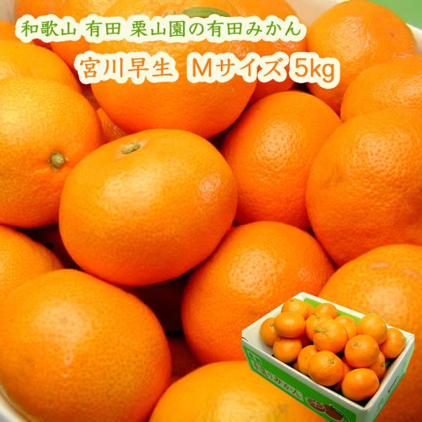 栗山園の有田みかん 宮川早生 5kg Mサイズ お届けは11月下旬頃から 甘くて酸味もあり バランス...