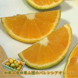 栗山園の国産バレンシアオレンジ(ご家庭用) 5kg 和歌山有田栗山園直送 新鮮でジューシーなオレンジ 自然な甘さと香り ちょっと訳ありのうれしいご家庭用｜心斎橋花房ヤフー店