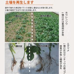 地力の素 カナディアンフミンリキッド12 20...の詳細画像2