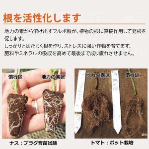 地力の素 カナディアンフミンリキッド12 20...の詳細画像3