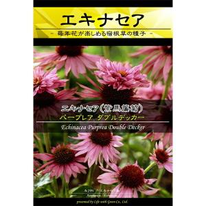 花種 エキナセア パープレア ダブルデッカー #68 Mの商品画像