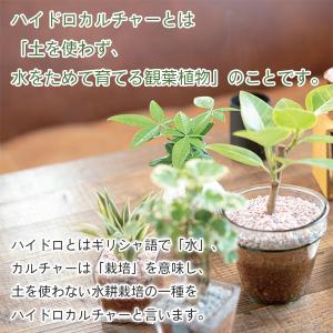 ハイドロカルチャー用栄養剤 300ml 三浦園...の詳細画像2