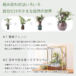 ハイドロカルチャー用栄養剤 300ml 三浦園...の詳細画像3