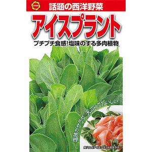 アイスプラント アタリヤ農園 話題の西洋野菜 プチプチ食感 塩味のする 多肉植物｜e-hanas