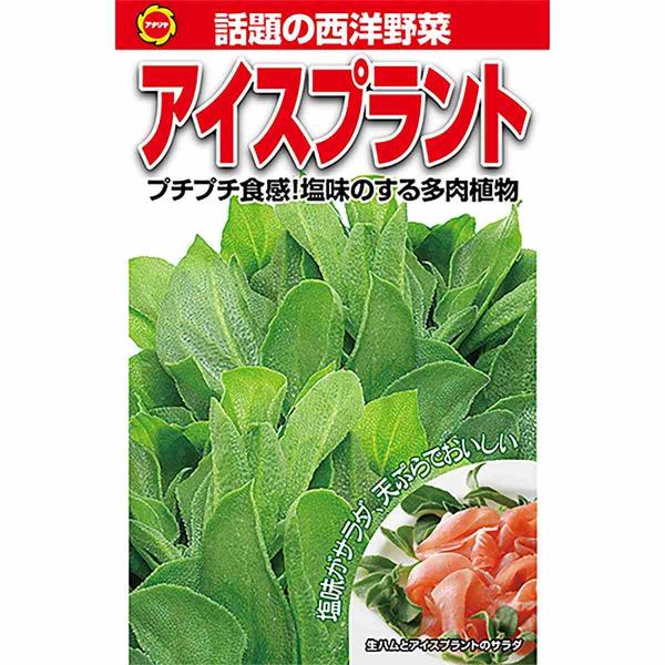 アイスプラント アタリヤ農園 話題の西洋野菜 プチプチ食感 塩味のする 多肉植物