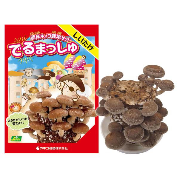 菌床キノコ 栽培セット でるまっしゅ しいたけ 品種名 菌王1号 カネコ種苗 きのこ 栽培セット 室...