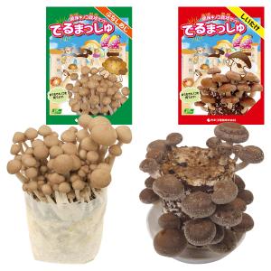 菌床キノコ 栽培セット でるまっしゅ ぶなしめじ...の商品画像