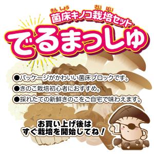 菌床キノコ 栽培セット でるまっしゅ ぶなしめ...の詳細画像1