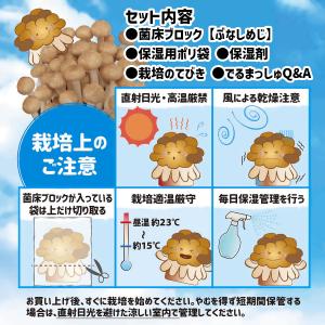 菌床キノコ 栽培セット でるまっしゅ ぶなしめ...の詳細画像2