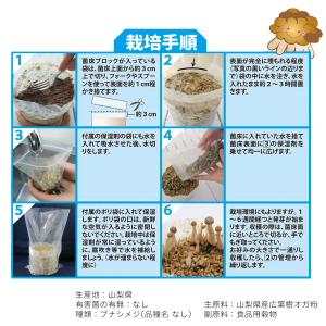 菌床キノコ 栽培セット でるまっしゅ ぶなしめ...の詳細画像3