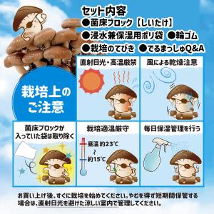菌床キノコ 栽培セット でるまっしゅ ぶなしめ...の詳細画像4