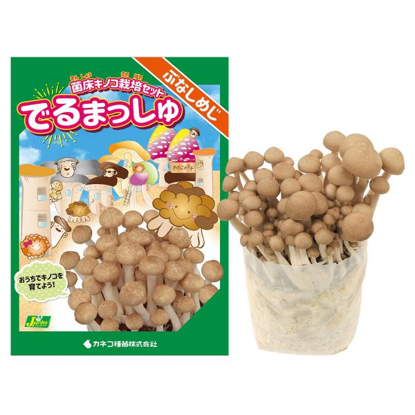 菌床キノコ 栽培セット でるまっしゅ ぶなしめじ カネコ種苗 きのこ 栽培セット 室内 栽培キット ...