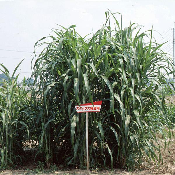 ソルガム スダックス緑肥用 1kg×5袋 カネコ種苗 緑肥種 緑肥 種 緑肥 種子 タカキビ 種 モ...