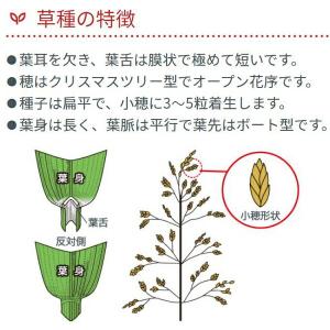 ケンタッキーブルーグラス 22.5kg カネコ...の詳細画像3