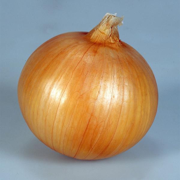 大容量 営利種 カネコ交配 早生 錦毬(きんきゅう) タマネギ ペレット5000粒 カネコ種苗 野菜...