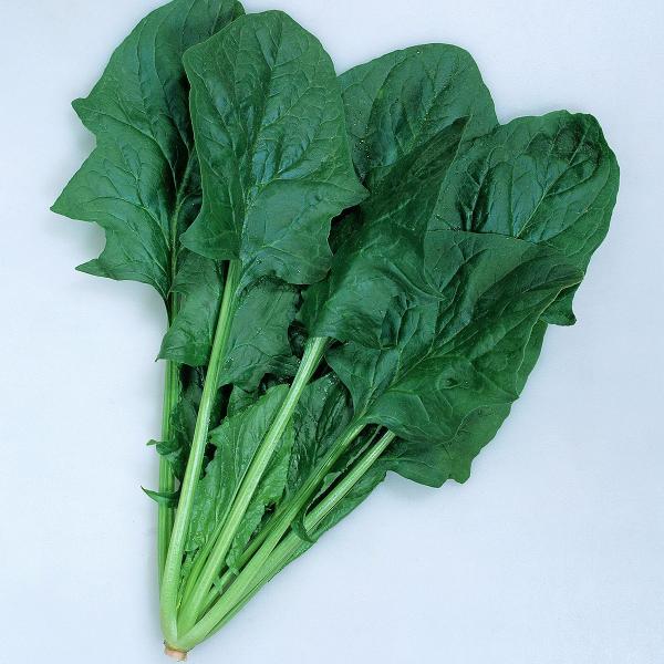 大容量 営利種 晩抽サンホープ ホウレンソウ M3万粒 カネコ種苗 野菜 種 ほうれん草 種子 ほう...