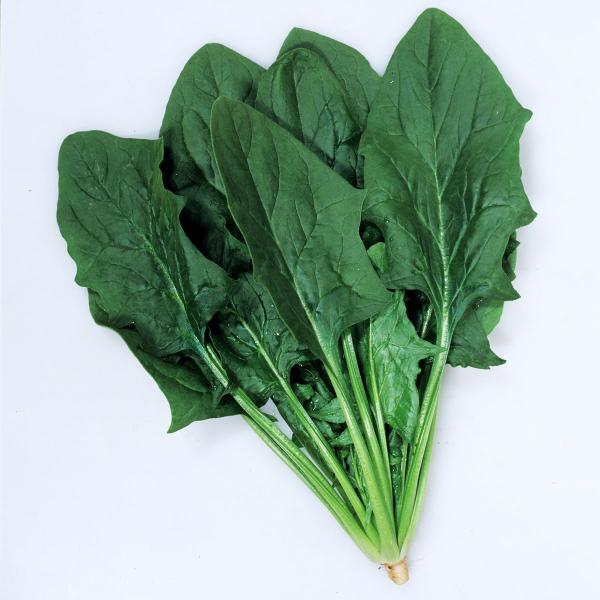 大容量 営利種 カネコ交配 サンホープセブン ホウレンソウ M3万粒 カネコ種苗 野菜 種 ほうれん...